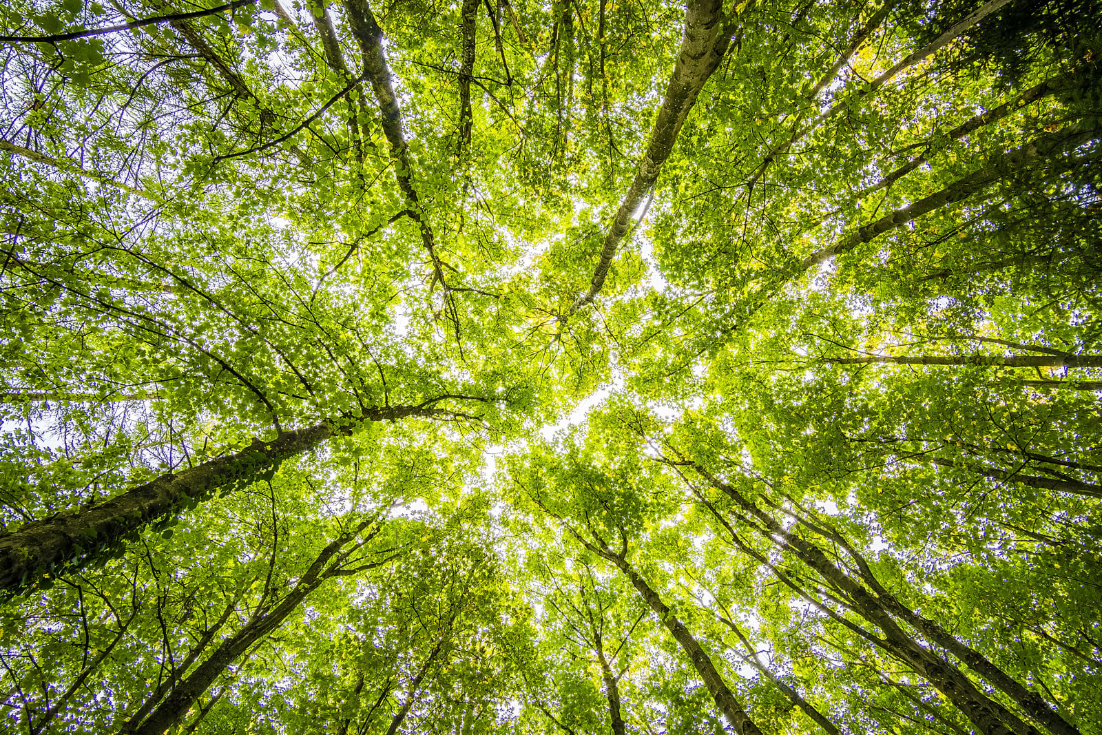 Ambiente natural com copa de árvores vivas sem se tocar